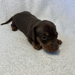 Speedy - Chocolate and tan male Dachshund puppy in Mocksville, North Carolina from The Dachs of Hazzard Dachshunds