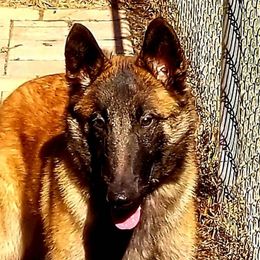 Paige - Belgian Malinois