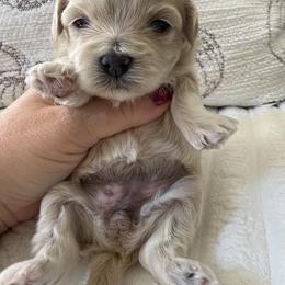 Clove - Apricot female Maltipoo puppy in Fredericktown, Missouri from Doodle Pups Fur-Ever