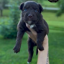 Bowser - Red tri-color male Australian Shepherd puppy in Tyner, Kentucky from Lil’ Town Aussies