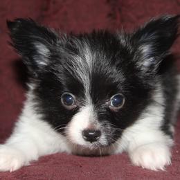 Papillon Puppies from Desert Mountain Papillons