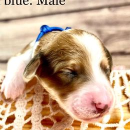 Bernedoodle and Poodle Puppies from Florida Prancy Paws