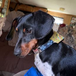 Dachshund All Grown Up from AMC Dachshunds