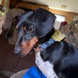 Dachshund All Grown Up from AMC Dachshunds