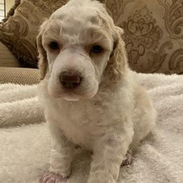 Iona - Parti female Poodle puppy in Texarkana, Arkansas from Luxe N Libby