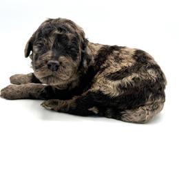 Kamikazi - Merle male Goldendoodle puppy in Mount Pleasant, Tennessee from Doodle My Heart