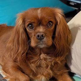 Asia - Cavalier King Charles Spaniel