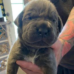 Girl 2 - Gray female Cane Corso puppy in Olympia, Washington from Grayling Dawn Cane Corso