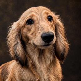 Tessa -3000- Pet Only - Cream female Dachshund puppy in Biloxi, Mississippi from Southern Doxies