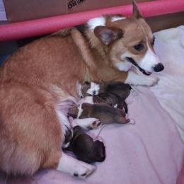 Pembroke Welsh Corgi Puppies from S and S Corgi's