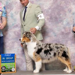Australian Shepherds from Sacré-Cœur Australian shepherds