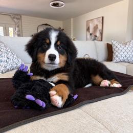 Hans - Tri-color male Bernese Mountain Dog puppy in Yuciapa, California from AlltheDoodlez_