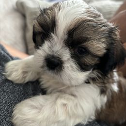 Shih Tzu Puppies from Riley Family Kennel