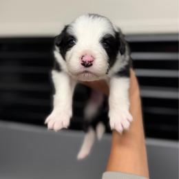 Doom - Black and white male Border Collie puppy in Kalispell, Montana from North Fork Border Collies