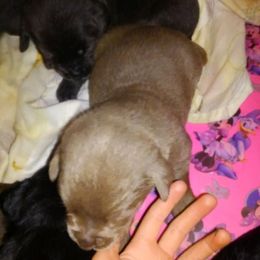 Australian Cattle Dog and Labrador Retriever Puppies from Trinity C Australian Cattle Dogs and Silver Labradors