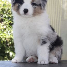 Miniature American Shepherd Puppies from Gottabe Miniature American Shepherds