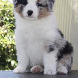 Miniature American Shepherd Puppies from Gottabe Miniature American Shepherds