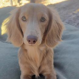 Steve - Dachshund