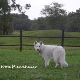 Berger Blanc Suisse and German Shepherd Puppies from Vom Hundhaus German Shepherds