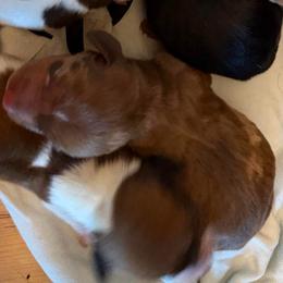 Maple - Dapple female Dachshund puppy in Athens, Texas from County Road Puppies