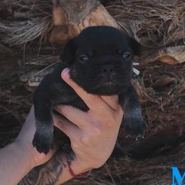 Green - Black and tan male French Bulldog puppy in Avondale, Arizona from BigDiamondFrenchies
