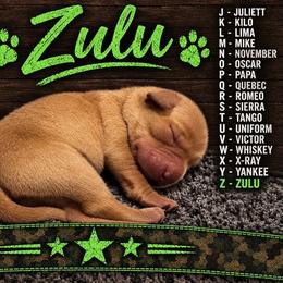 Zulu - Yellow female Labrador Retriever puppy in Hartly, Delaware from Triple Threat Labradors