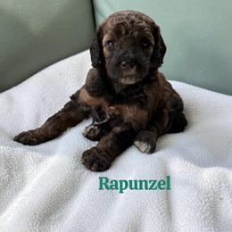 Rapunzel - Sable female Poodle puppy in Ellenburg Center, New York from Kristin's Puppies
