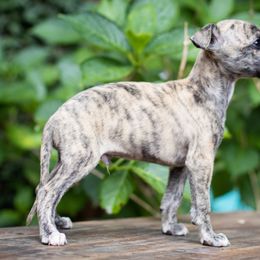 Borzoi and Whippet Puppies from Ivanhoe Borzoi