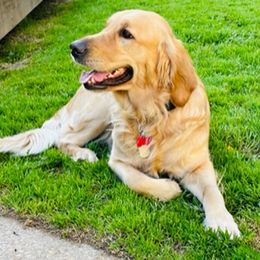 Lady - Golden Retriever