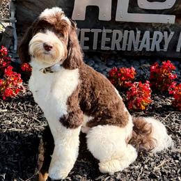 Toby - Australian Labradoodle