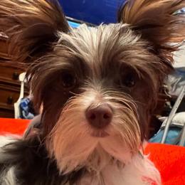 Peanut - Parti male Yorkshire Terrier puppy in Buford, Georgia from Thankuyorkies