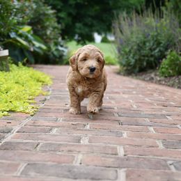 Australian Labradoodle Puppies from Willow Ridge Labradoodles