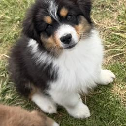 Tux - Black tri-color male Australian Shepherd puppy in Jonesborough, Tennessee from Lotus Australian Shepherds
