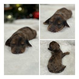 Orange heart girl (dapple) - Dapple female Dachshund puppy in Chehalis, Washington from McJazzin Doxies