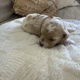 Scottie - Buff and white female Cockapoo puppy in Yuba City, California from The Doodle Barn