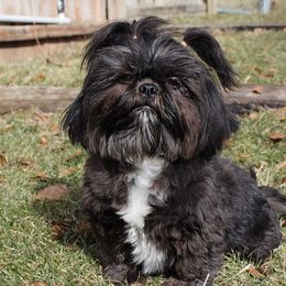 Odette - Shih Tzu