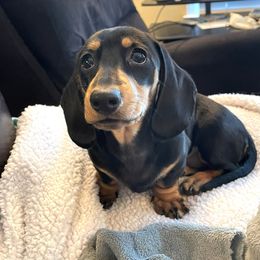 Dachshund Puppies from McLovin Doxies