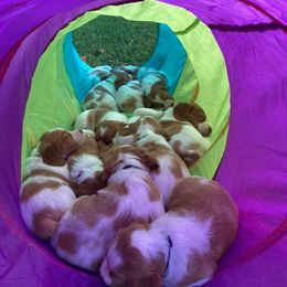 Brittany Puppies from Fox Mtn Brittanys