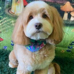 Lola - Cavapoo