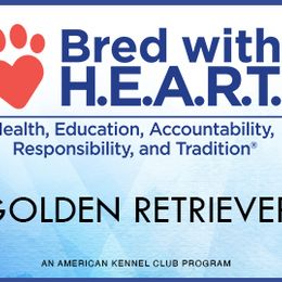 Bernese Mountain Dogs and Golden Retrievers from J & J Meadows