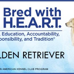 Bernese Mountain Dogs and Golden Retrievers from J & J Meadows