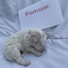 Primrose - White female Lagotto Romagnolo puppy in Minster, Ohio from 1880 Lagotto