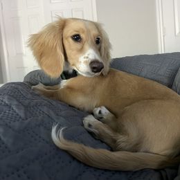 Dachshund Puppies from Monica’s Treasured Dachshunds