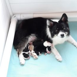 Icelandic Sheepdog Puppies from PurpleSage
