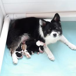 Icelandic Sheepdog Puppies from PurpleSage