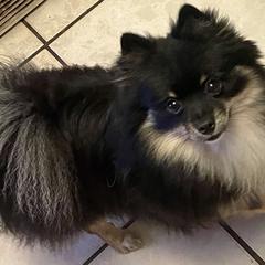 Freddie - Pomeranian