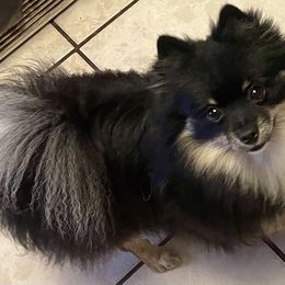 Freddie - Pomeranian