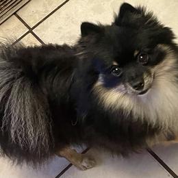 Freddie - Pomeranian