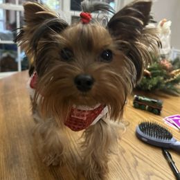 Yorkshire Terrier Puppies from Cuddles of Cuteness