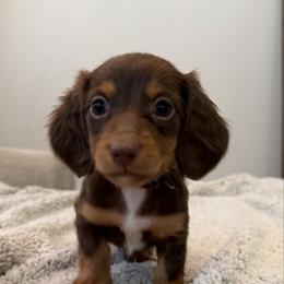 Mia - Chocolate and tan female Dachshund puppy in Lawrenceville, Georgia from Chivi Paws